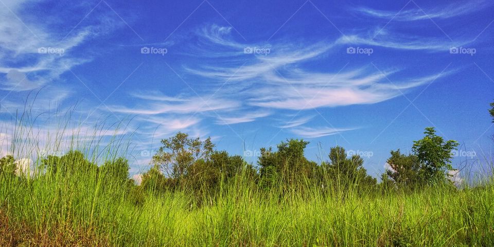 Green Grass and beautiful  sky blue in background. Beauty of Mother Nature.