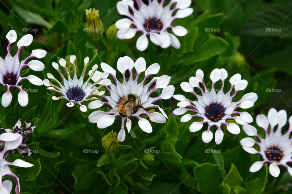 In bloom