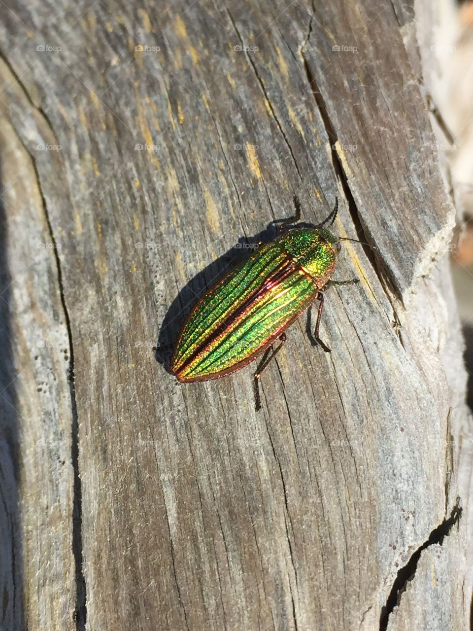 Green bug