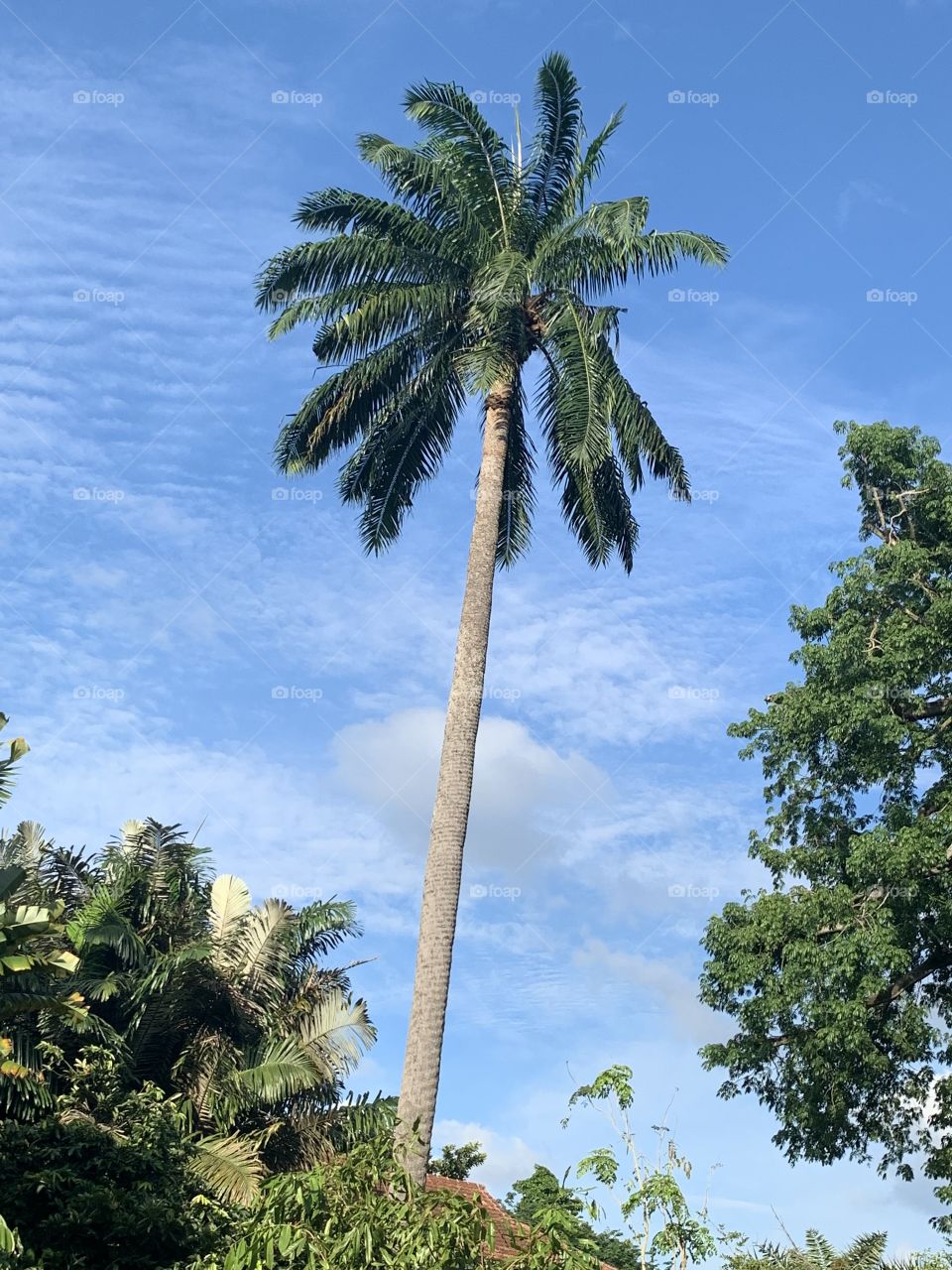 Singapore Botanic Gardens, palm trees and blue skies 