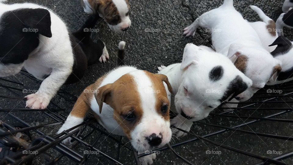 Puppy's are so cute these ones have a range of different colors and markings. Nature is clever in that way.