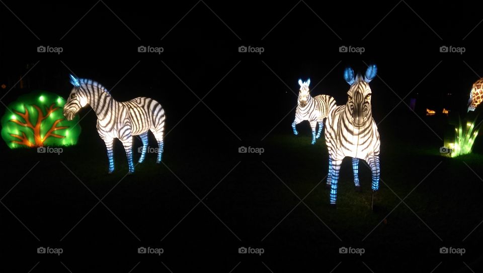 Chinese lantern zebra