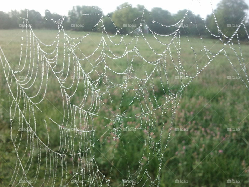 spiderweb Dew