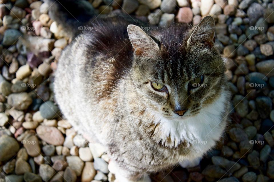 A beautiful grey tabby in partial shade, sitting on rocks, looking up at the camera
