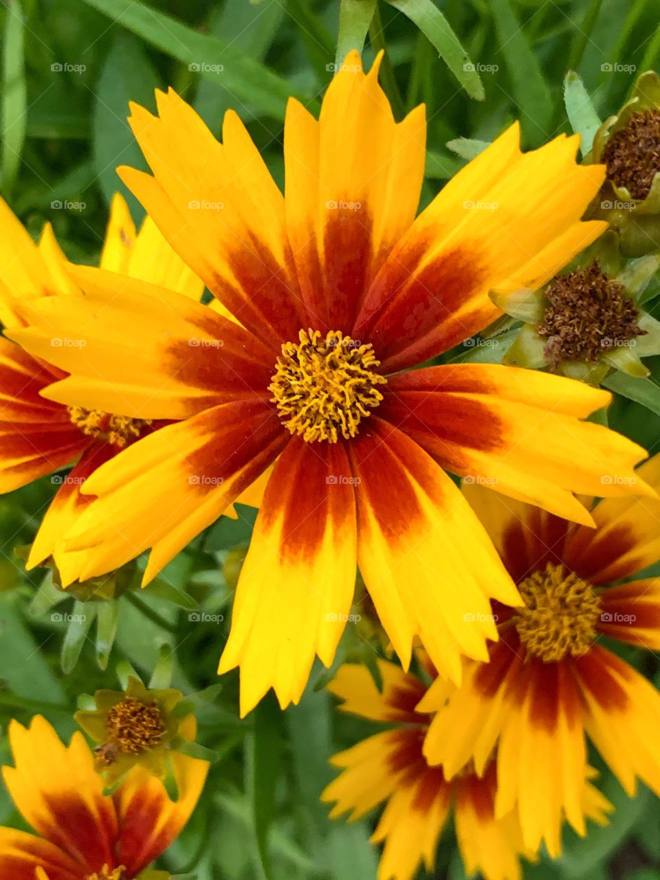 Beautiful lance-leaved coreopsis flowers with yellow pollen and rusty red yellow petals. 