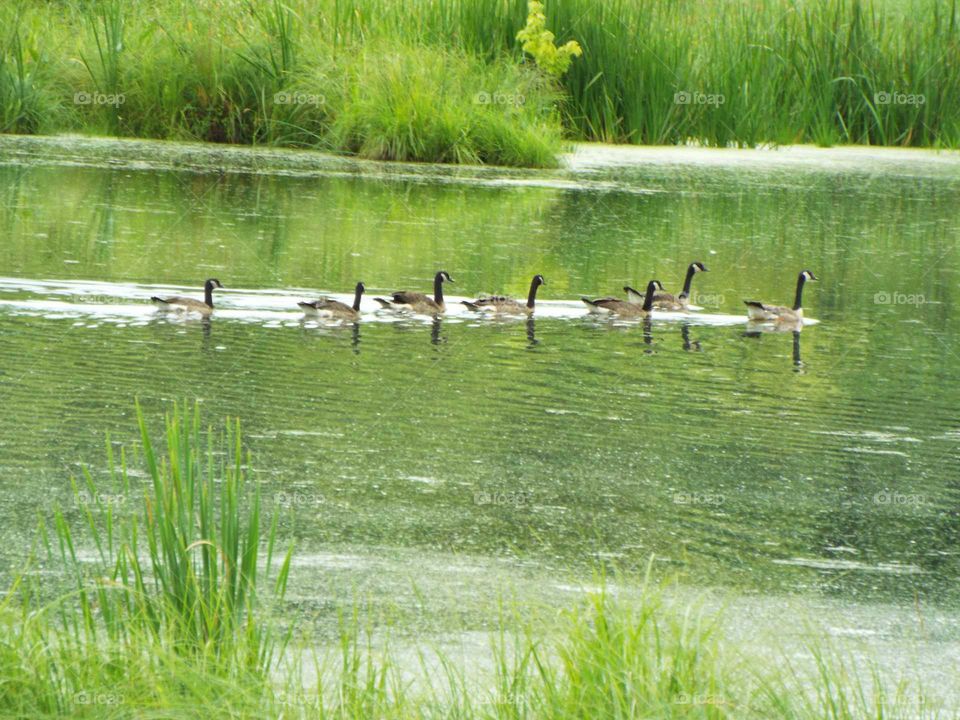 Geese on the pond