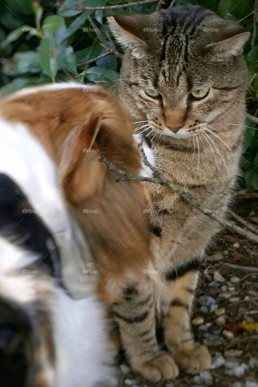 A brown tabby cat giving the evil eye to a Papillon puppy dog