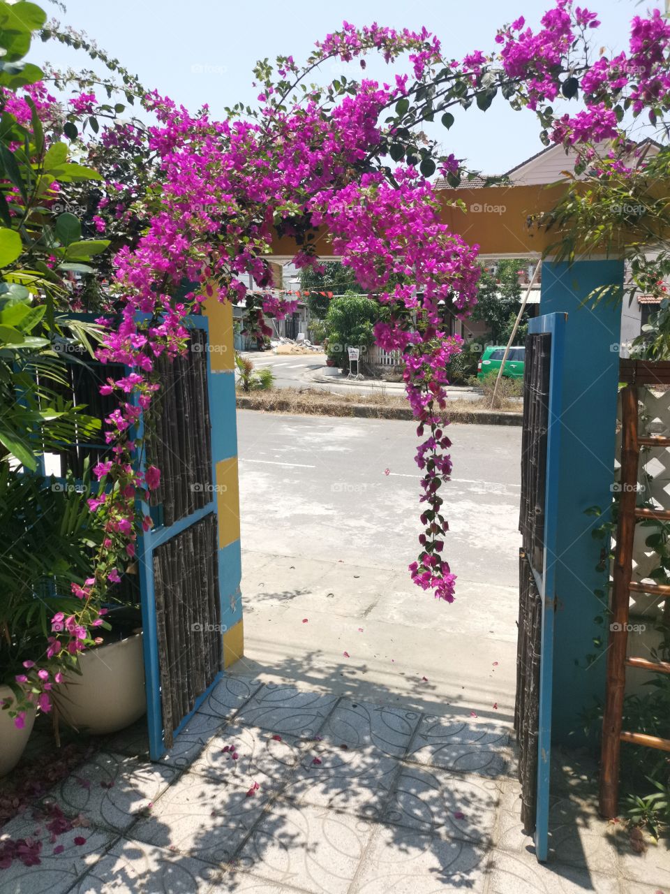 Purple flower hanging over doorway