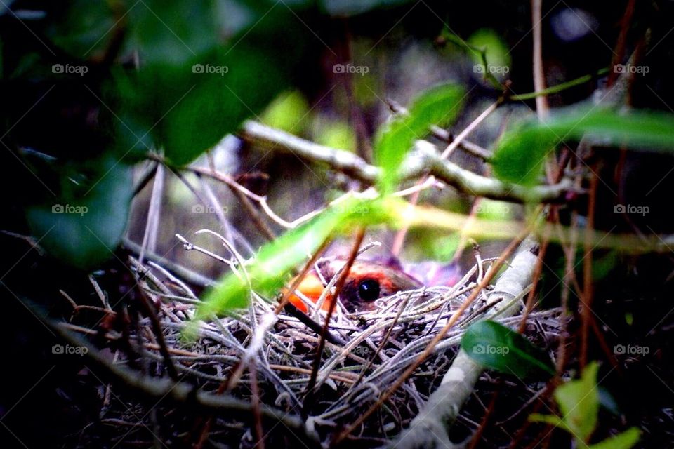 Mother cardinal in her nest