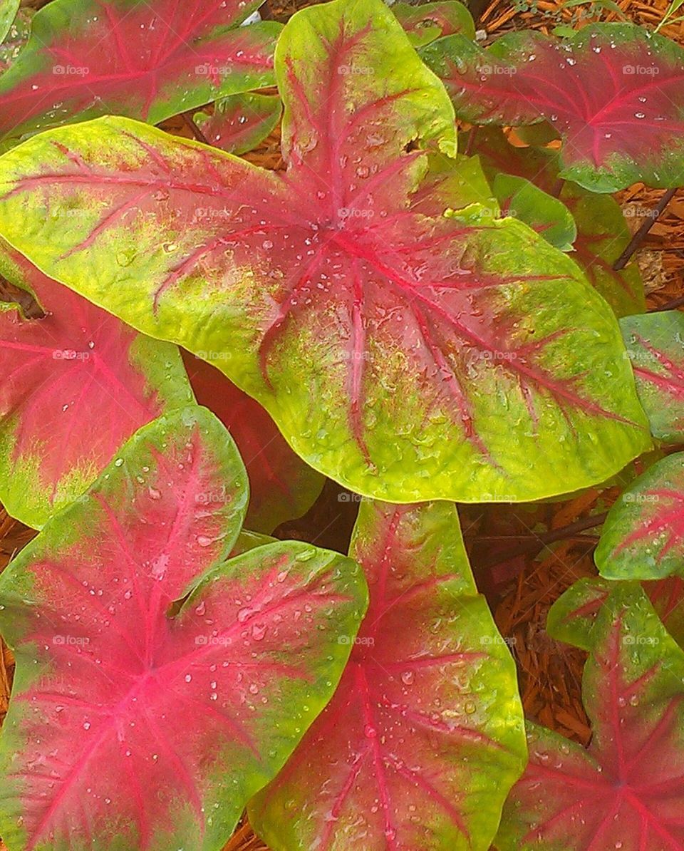 Caladium Red Ruffle Flower