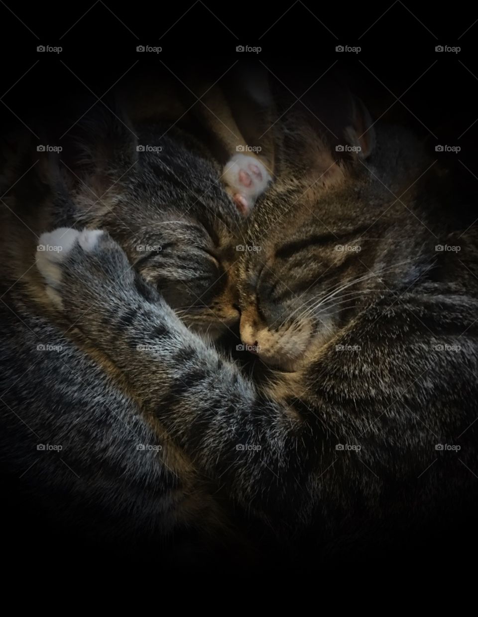 Cats holding one another and sleeping 