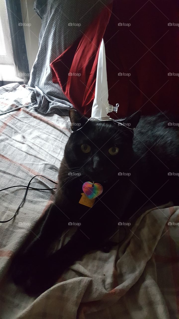 unicorn cat