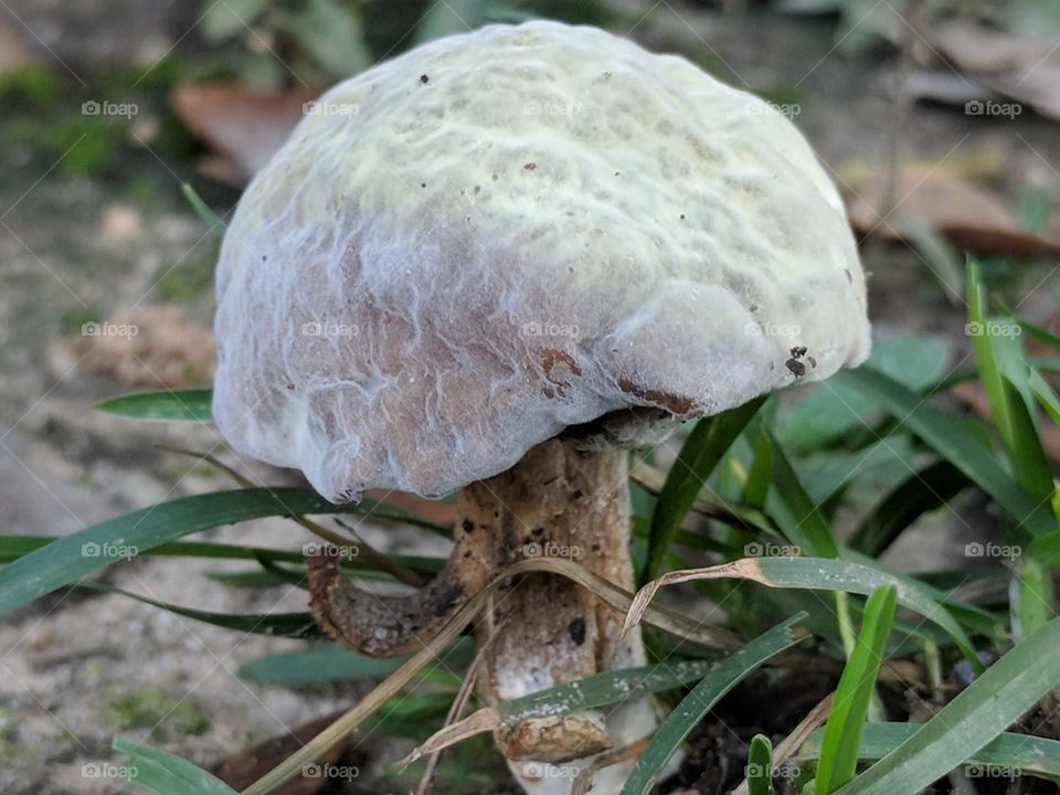 Mushroom