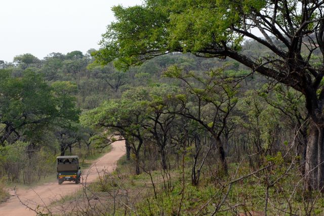 Safari time