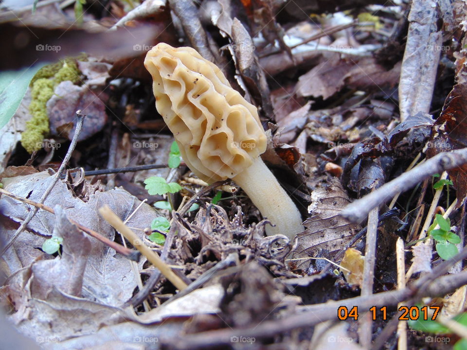 morel mushroom closeup