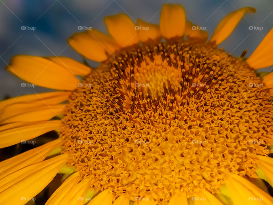 yellow sunflower POV