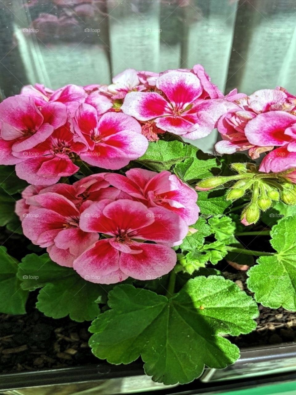 Pelargonium