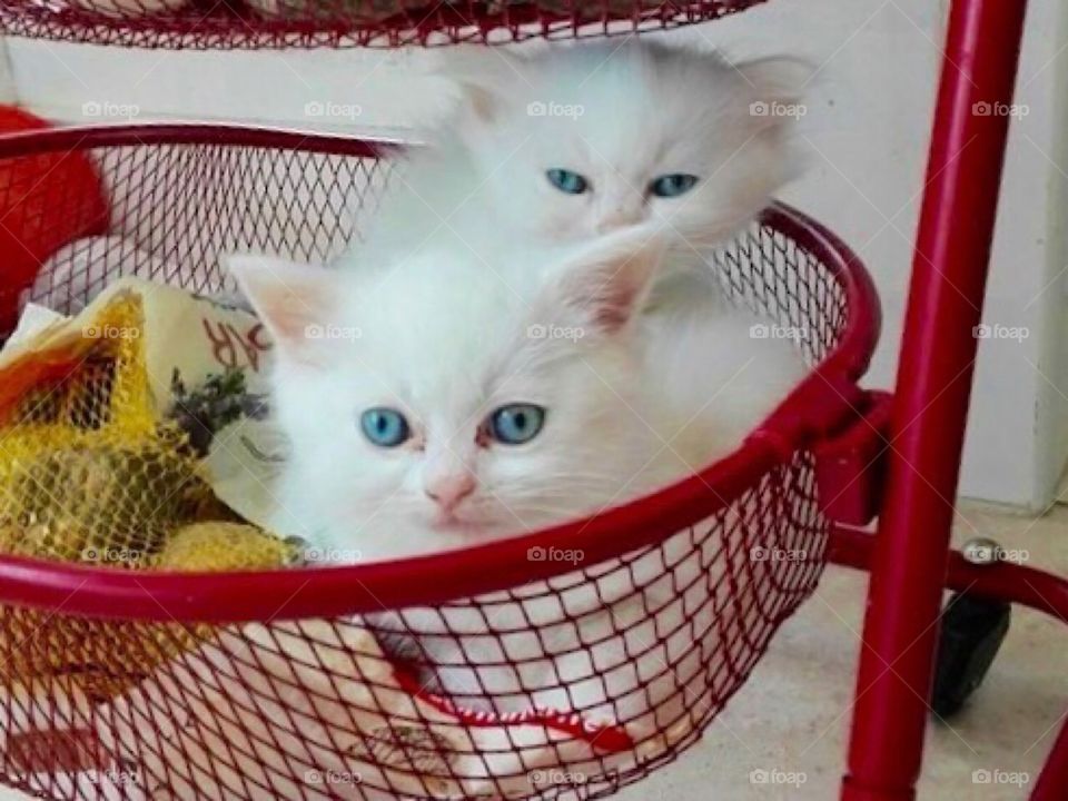 Blue eye Kittens, pets 
