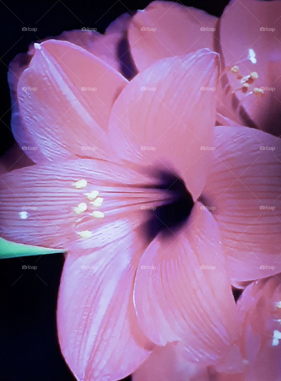 Beautiful lily flower