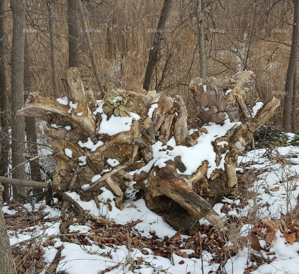 Tree root in winter