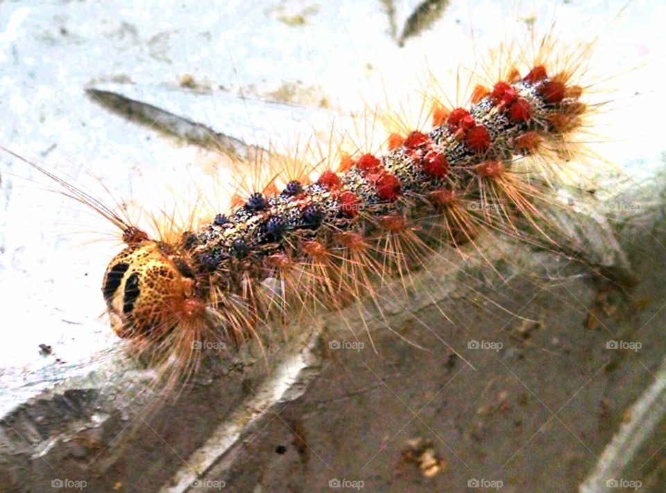 Colorful caterpillar