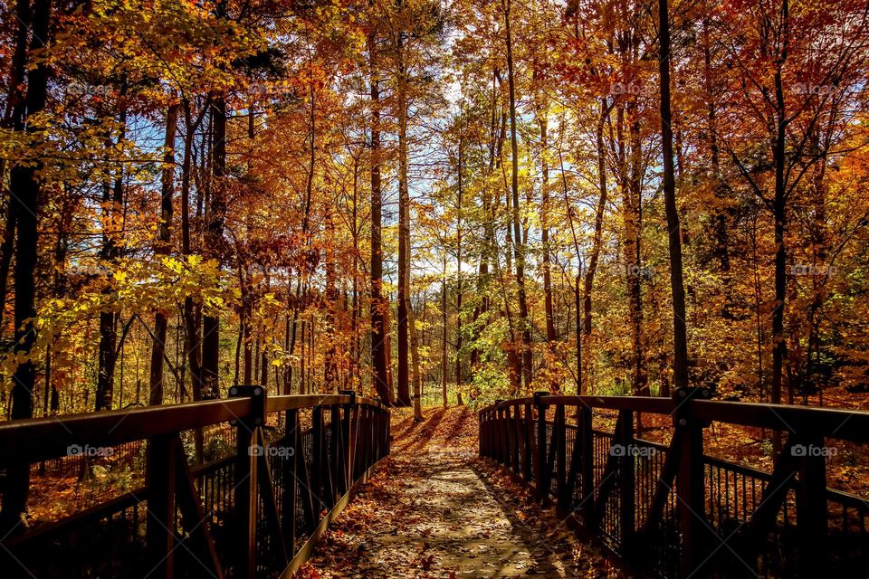 Bridge in an autumn