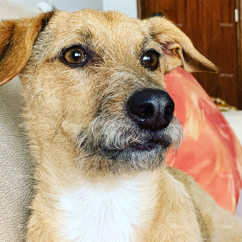 Portrait of dog 