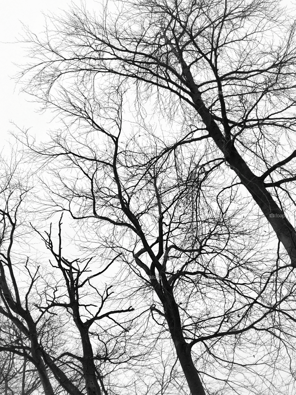 winter trees