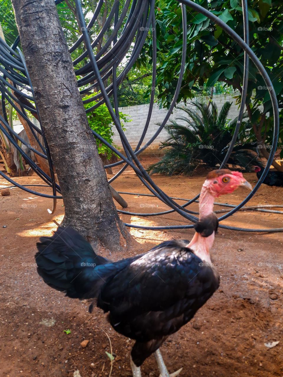 Black Hen in the backyard