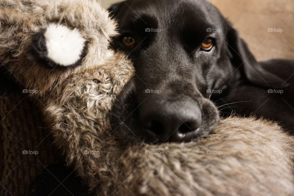 Black Labrador sleeping with a stuffed raccoon in her mouth 