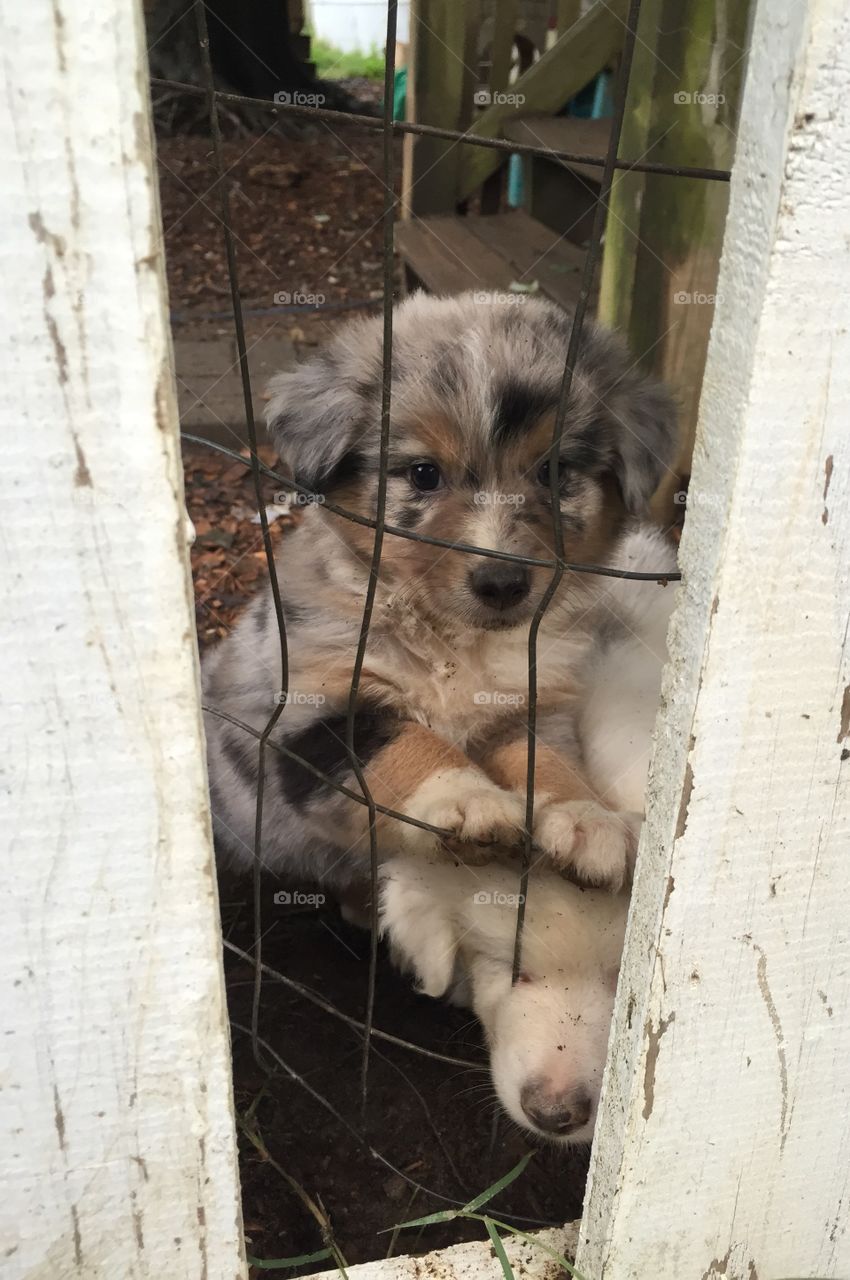 Cute puppies looking out of the fence