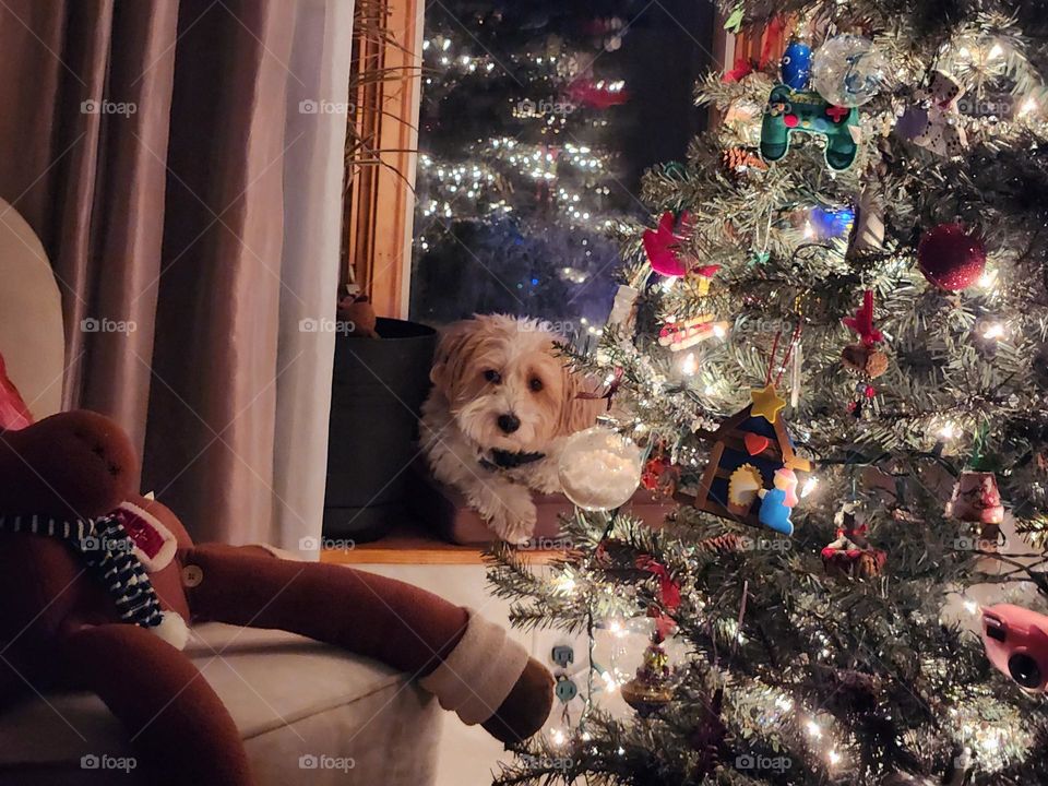 pup in tree