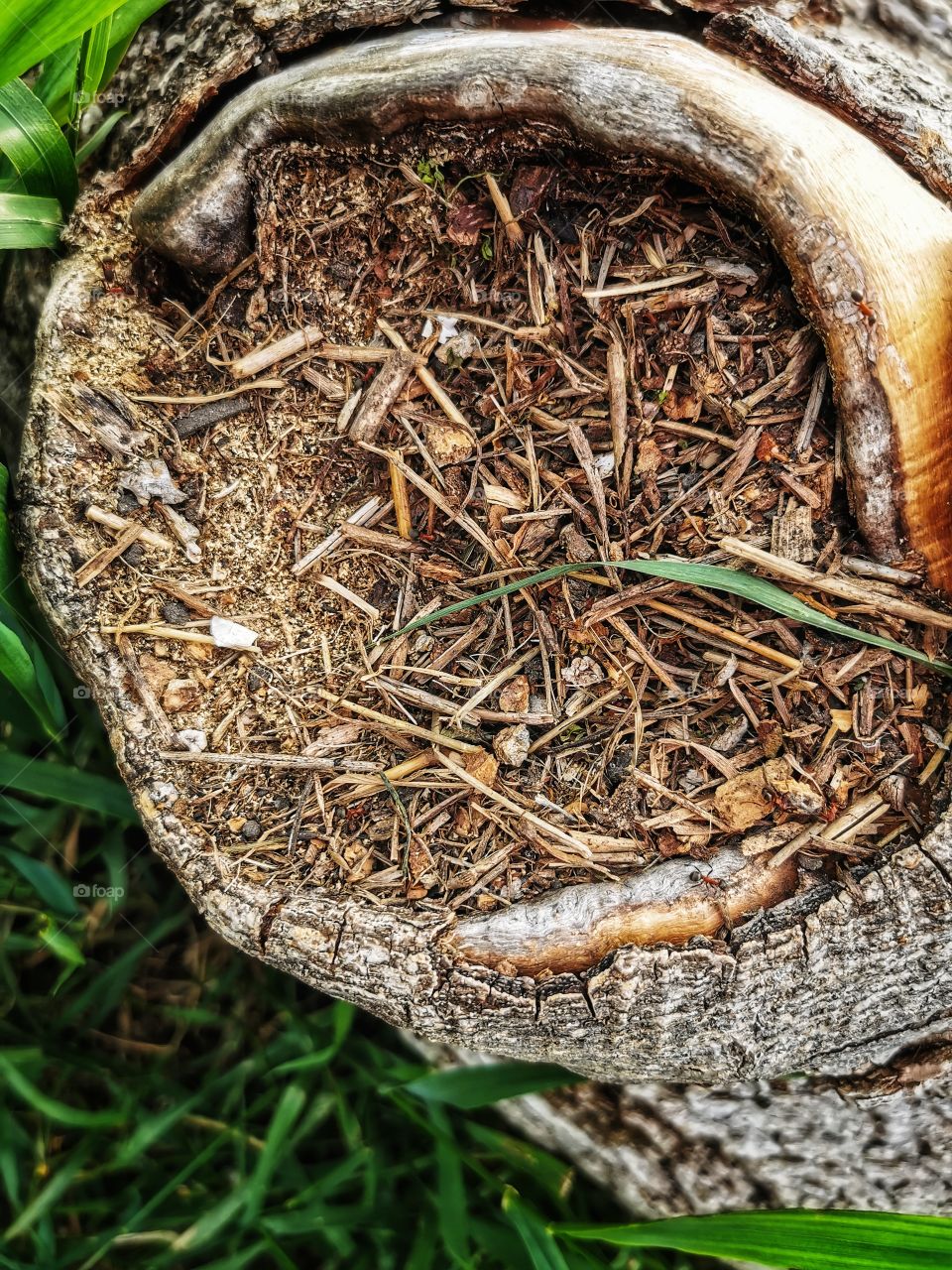 Forest day outdoor nature greens wild forest greens