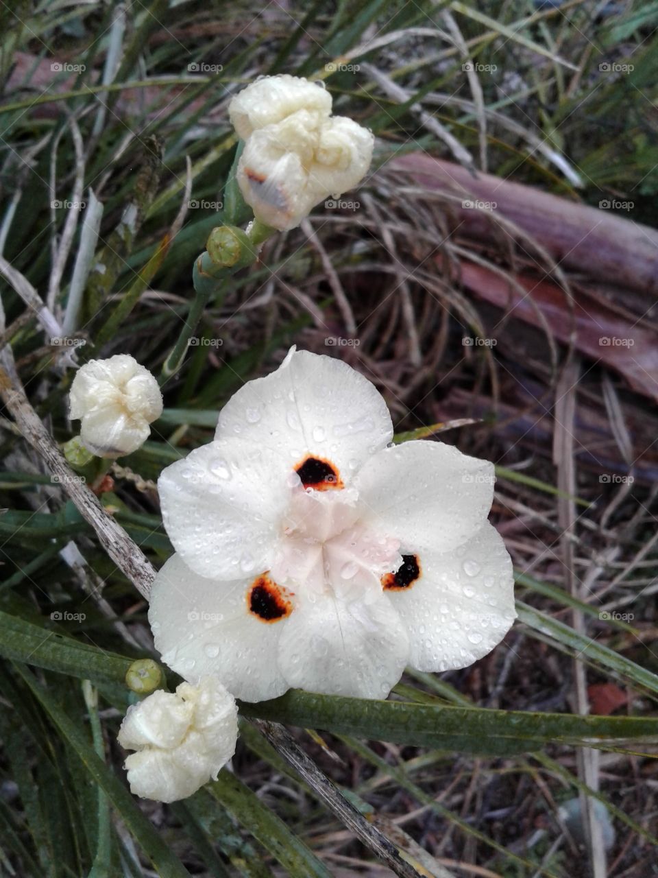 GARDEN NATURAL NATURE ENVIRONMENT FLOWER BOTANICAL BEAUTIFUL