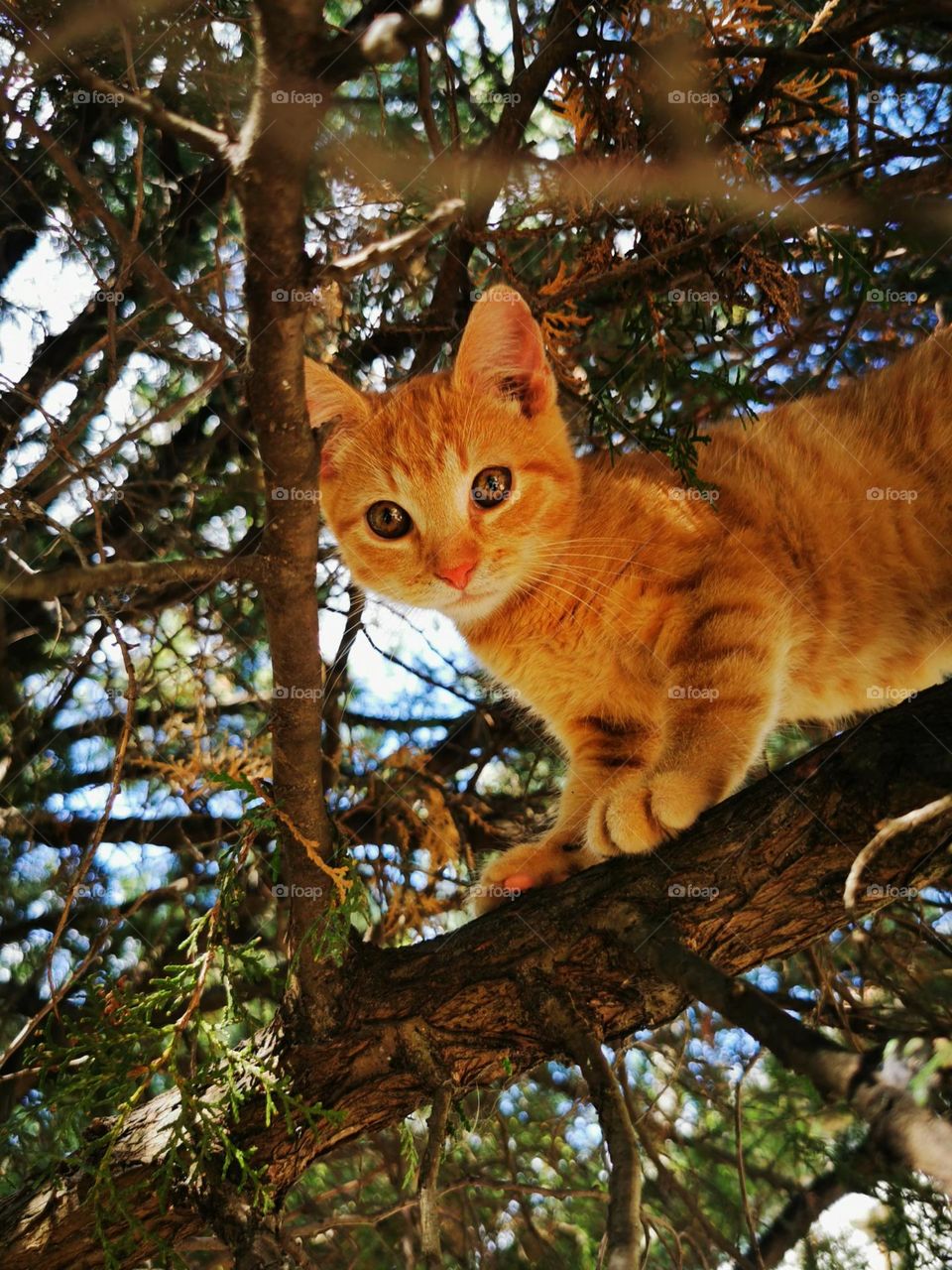 Cat on the tree.