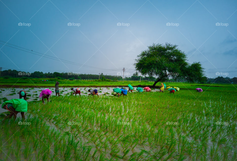 A soulful story of farmers who work in the grounds shedding their sweats for our goodness...#support agriculture #farmers