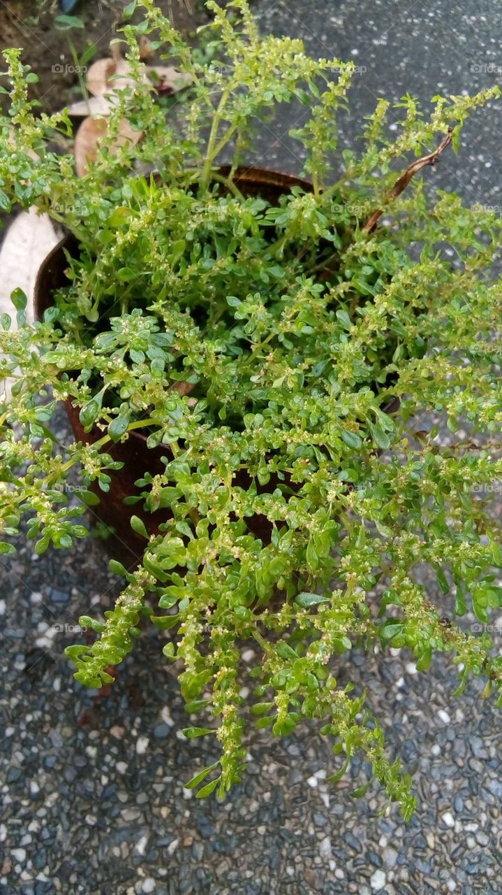 Unwanted

Wild plant

Pilea microphylla