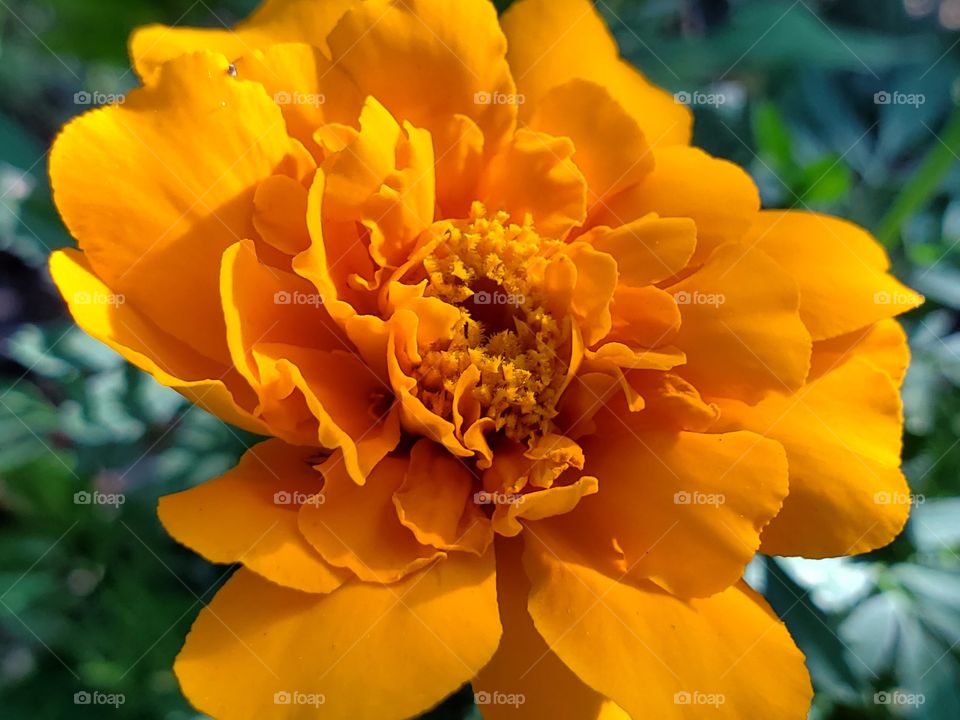 Close up of a golden orange French marigold