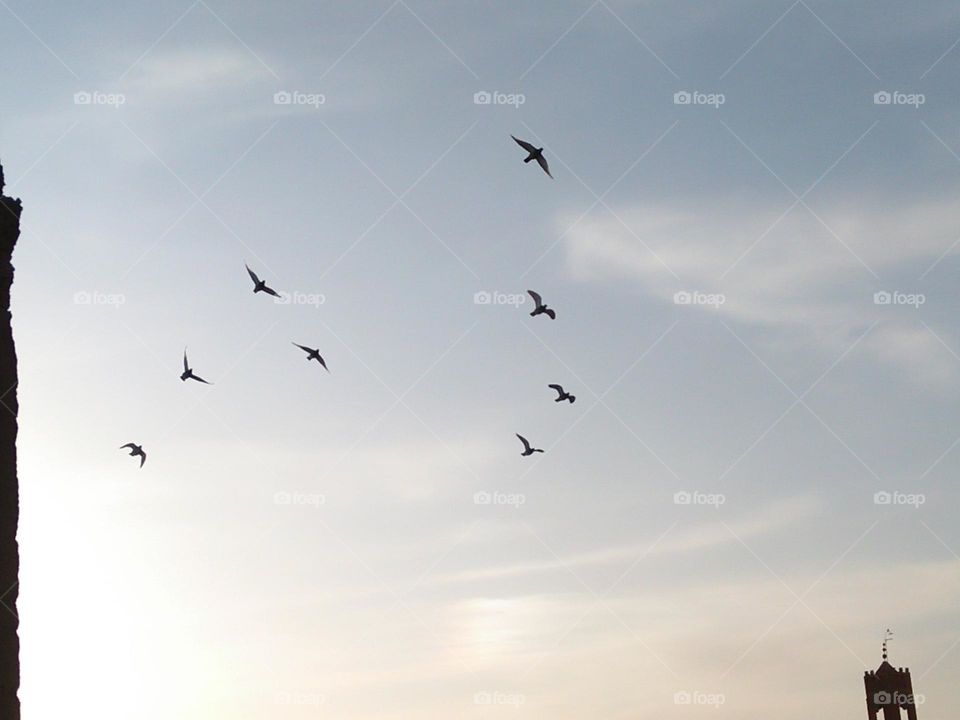 Flock of pigeons flying cross the sky.