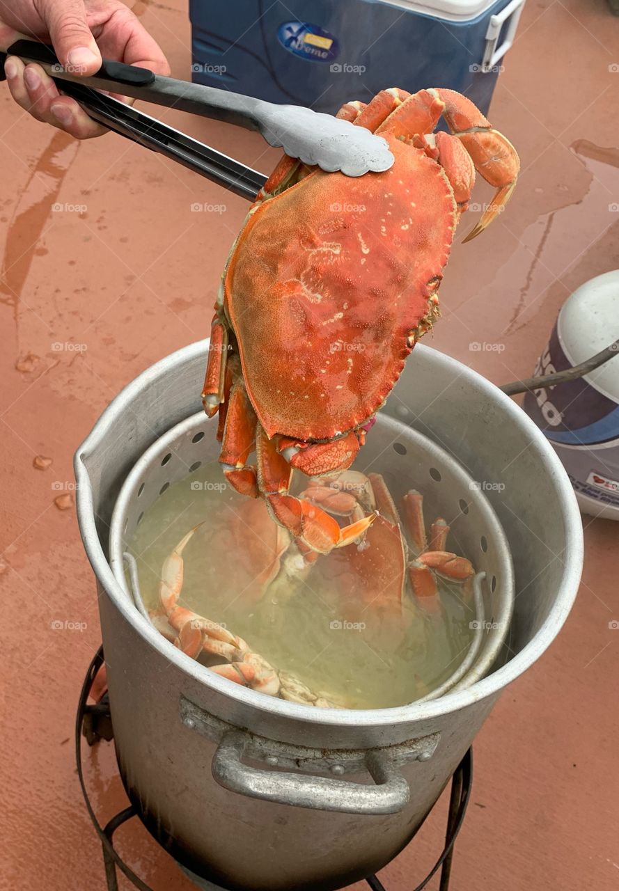 Dungeness Crab