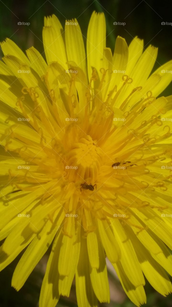 Dandelion Flower