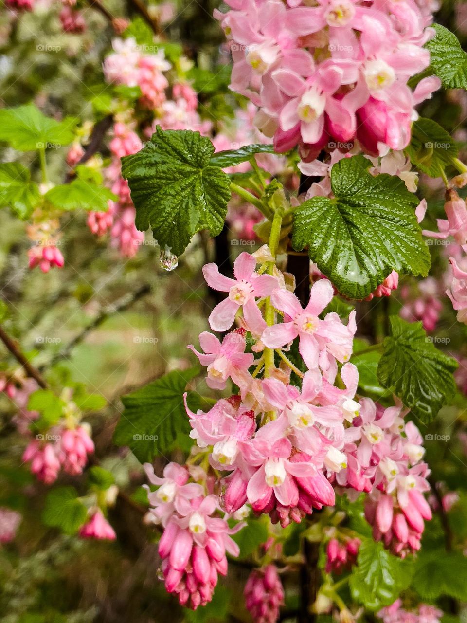 Pink spring flowers 