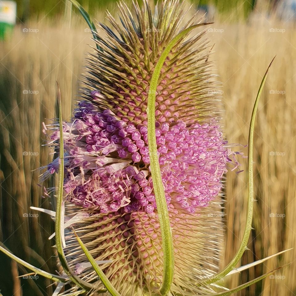 Schöne Distel