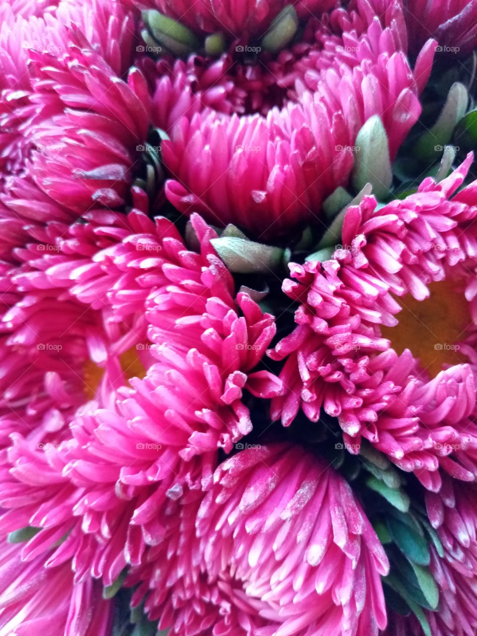 Осенние цветы