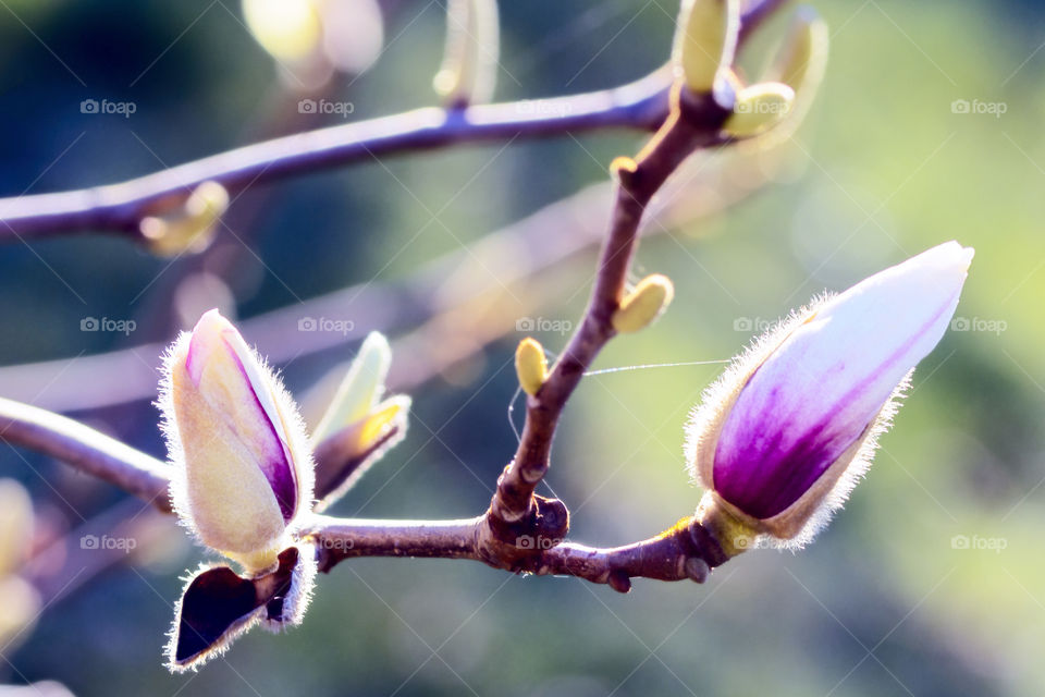 Beautiful and fresh magnolia buds in spring