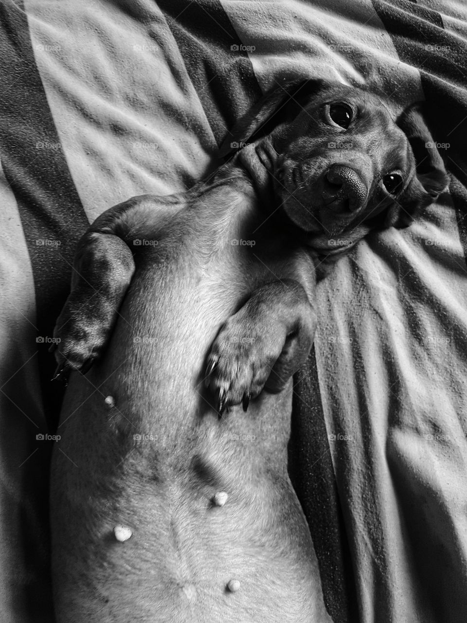 dachshund dog lay on back on bed in black and white looking at the camera