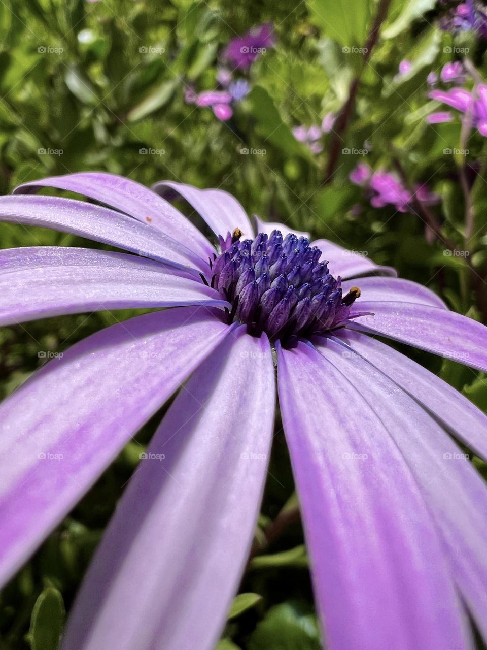 Purple flower