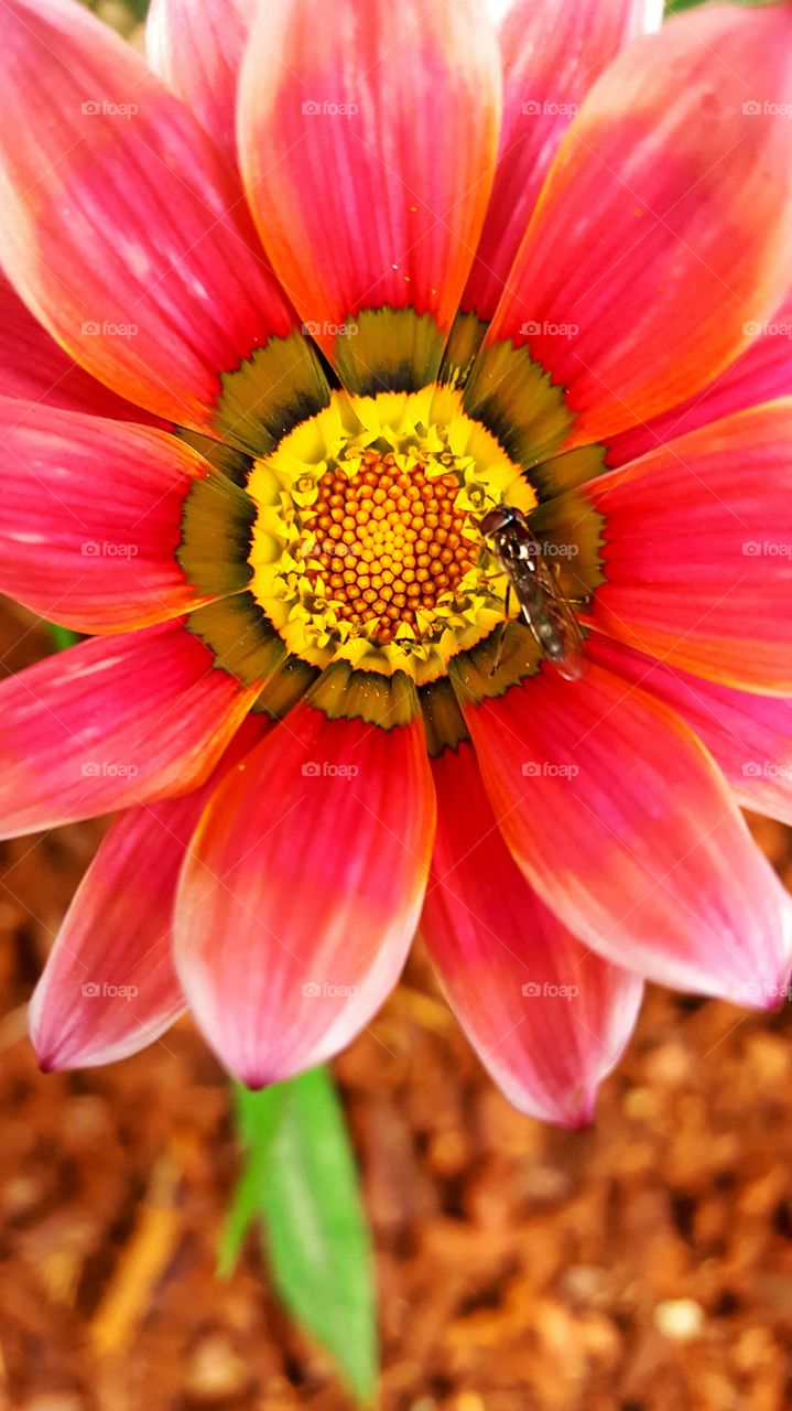 Macro photo of an insect on a red flower