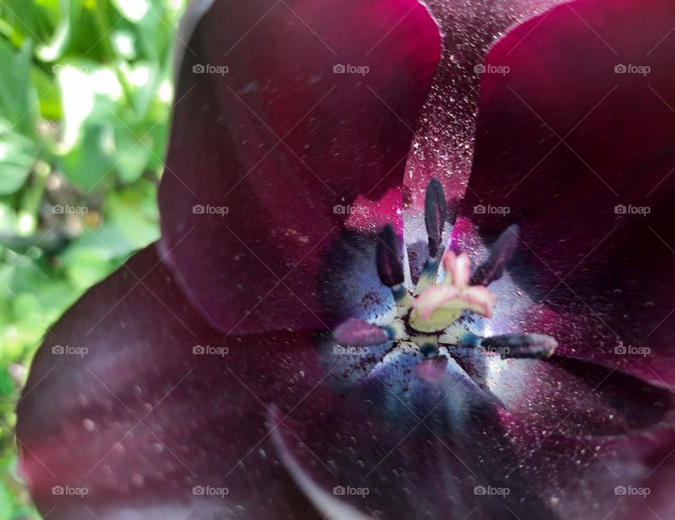 magenta tulip in sunlight and shade