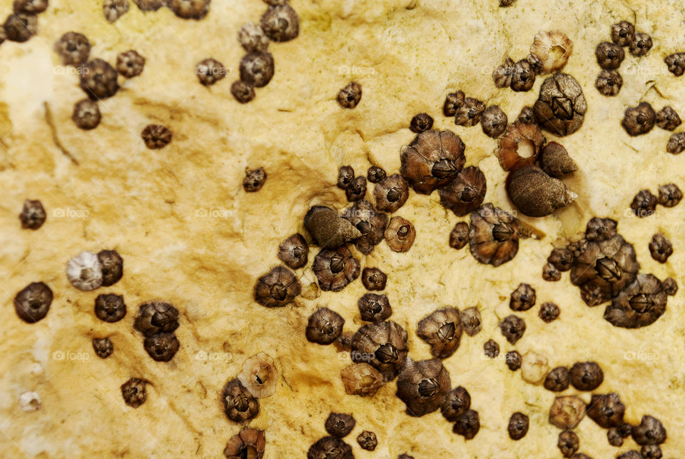 Barnacle group on the beach